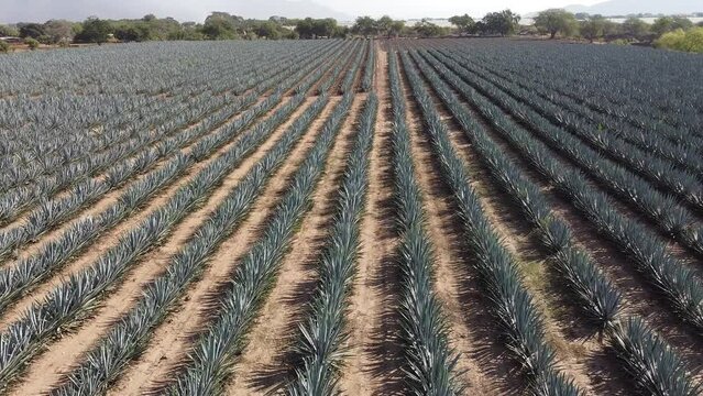 toma aerea de campos de agave para hacer tequila, bebida alcoholica