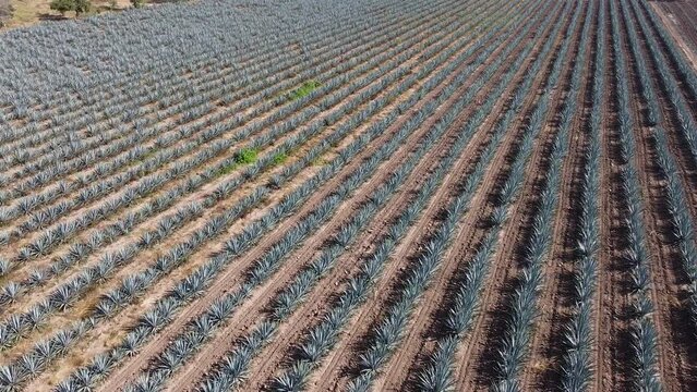 toma aerea de campos de agave para hacer tequila, bebida alcoholica