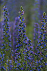 Obraz premium a huge number of purple flowers growing in the field