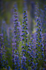 a huge number of purple flowers growing in the field