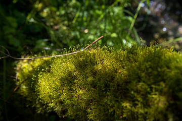 Obraz na płótnie Canvas green moss growing on a wet tree