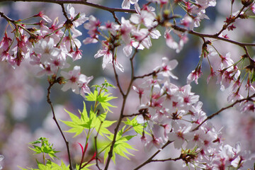 桜祭りにて～日本の風景