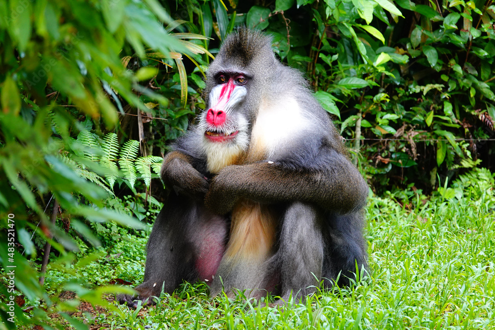 Poster A view of the beautiful Mandrill among the plants