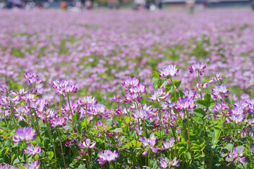 Obraz premium れんげ祭りとこども～日本の風景