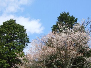 桜祭りにて～日本の風景