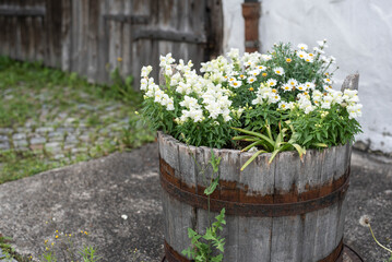 white summer flowers in a wooden bucket