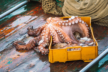Freshly just caught big octopus in a plastic crate on a fishing wooden boat with nets ready to be...