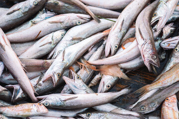 Various freshly just caught fish on a fishing wooden boat ready to be sold in a fish market. Shrimps, sea bass, cod, mullet or goatfishes. Close up