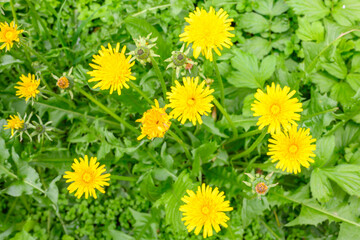 Glade of fresh meadow dandelions on a sunny spring day. Flowering dandelions. Excellent background for the expression of spring mood.