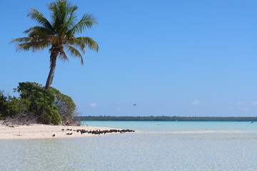 palm trees on the beach