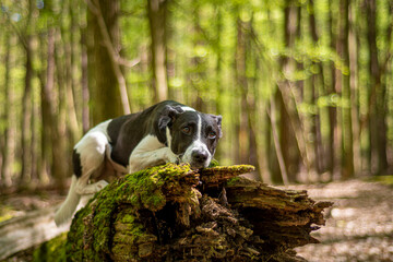 Dog posing on an old mossy trunk. Green leaves on thin deciduous trees, young cute doggy laying on a log. Selective focus on the details, blurred background.