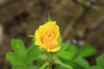 yellow rose