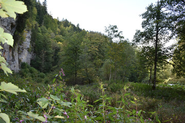 Felswand vor Auwald in der Wutachschlucht