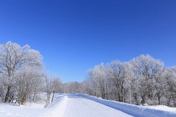 霧氷をまとった木々の間を抜ける道