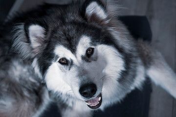 Alaskan malamute portrait from the top. Young beautiful Nordic breed dog boy posing in the indoors. Selective focus on the details, blurred background.