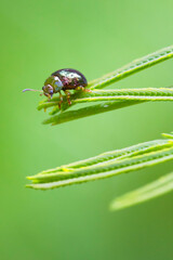 Small beetle on leaf