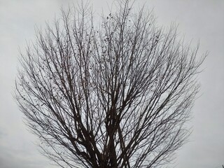 冬空の枯れ木