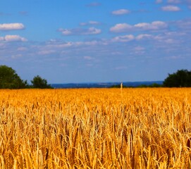 Goldenes getreidefeld im Spätsommer 