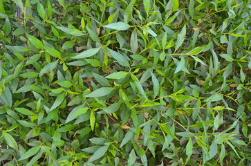 Green leaves. Nature background. Tropical foliage, nature.
