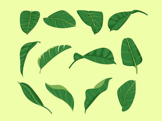 Set of monstera leaves clipart. Tropic botanical palm leaf collection.