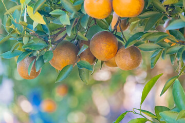 Thai varieties of oranges are small, uneven skinned, brown-orange, but have a sweet taste and fine texture. Commonly grown in mountains in northern and orange orchard is popular with tourists as well