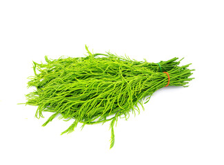 Acacia pennata isolated on white background