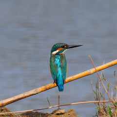 Bird Common Kingfisher on a branch