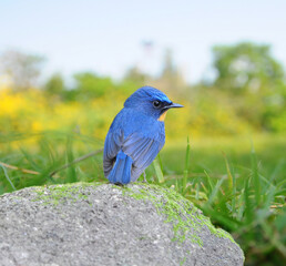 Bird hill blue flycatcher in nature