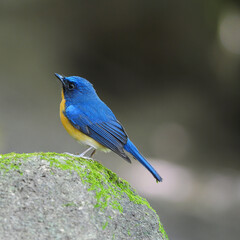 Bird hill blue flycatcher in nature