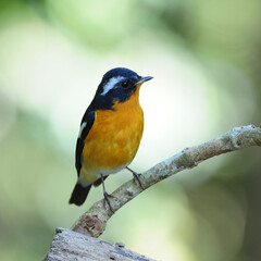 Bird Mugimaki Flycatcher on a Branch in nature