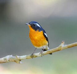 Bird Mugimaki Flycatcher on a Branch