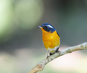 Bird Mugimaki Flycatcher on a Branch