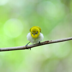 Beautiful Yellow Bird Oriental White-eye (Zosterops palpebrosus) of Thailand lived in Samutsakorn