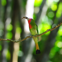 Red-bearded Bee-eater on the branch with food in mouth to feed its chicks in the hole nest, Nyctyornis amictus, bird