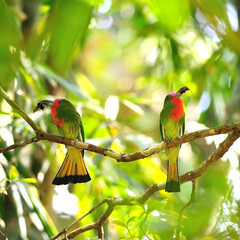 Couple lover of Red-bearded Bee-eater standing on a branch