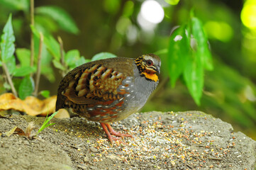 Rufous-throated Partridge, Birds of Thailand