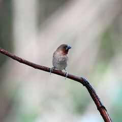 scaly breasted munia or spotted munia, in nature, in Thailand