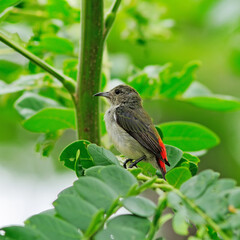The Scarlet-backed Flowerpecker (Dicaeum cruentatum) she sits on the green stick, Thailand.