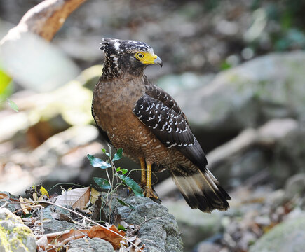 Crested Serpent Eagle in nature thailand