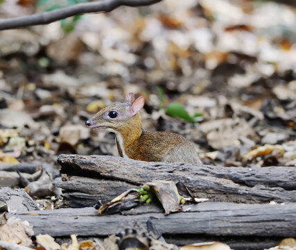deer mouse a thailand in nature