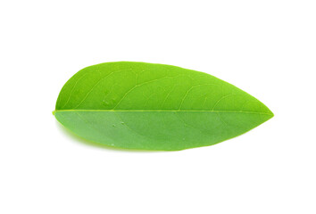 plant leaf (star gooseberry leaf) isolated on a white background
