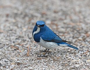 Beautiful Blue Bird, Ultramarine Flycatcher, perchingon the ground (ficedula superciliaris)