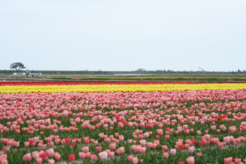 Colorful tulips are in full bloom in a vast field