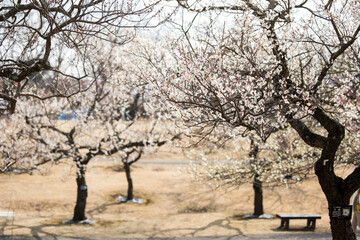 Fototapeta premium 梅の花