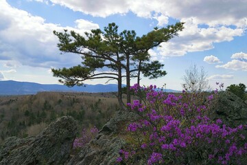 Obraz premium Natural bonsai. Spring nature awakening in the Ussuri taiga. Rhododendron dauricum blossom. Khabarovsk Krai, Bolshekhekhtsirsky Nature Reserve. Far East, Russia.
