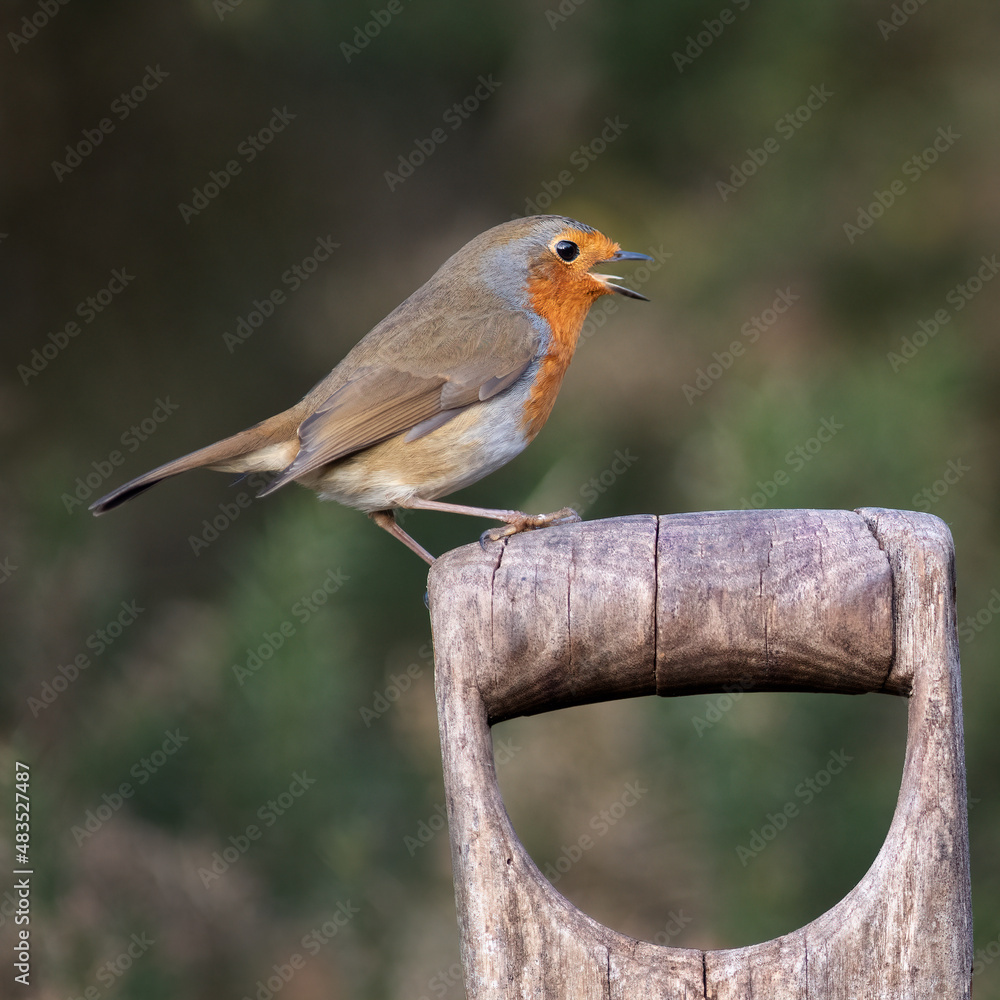 Poster a close up of a robin with its beak wide open. it is perched on a spade or fork handle
