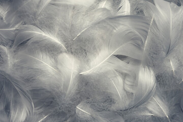 White Fluffly Feathers Texture Vintage Background. Soft Swan Feathers.	