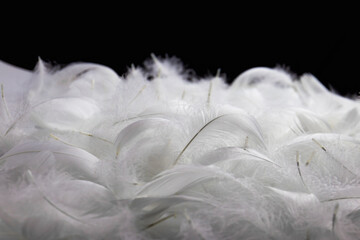 Heap of White Fluffly Feathers on Black Background. Soft Swan Feathers.	