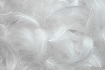 Fototapeta premium White Fluffly Feathers Texture Vintage Background. Soft Swan Feathers. 