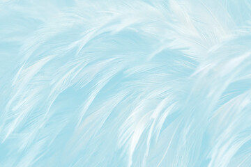 Obraz premium Beautiful Soft White Blue Feathers Texture Vintage Background 